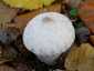 Bimbós pöfeteg (Lycoperdon perlatum), Pilis